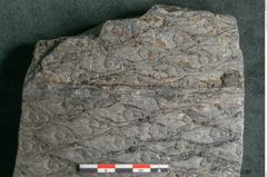 Foto (Detailansicht) von Lepidodendron aculeatum St. (NHMW-GEO-2024-0188-11022)